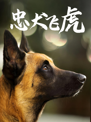 忠犬飞虎(33集) 忠犬飞虎(33集)追风的女孩短剧