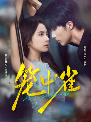 笼中雀（65集）热门短剧追到爽