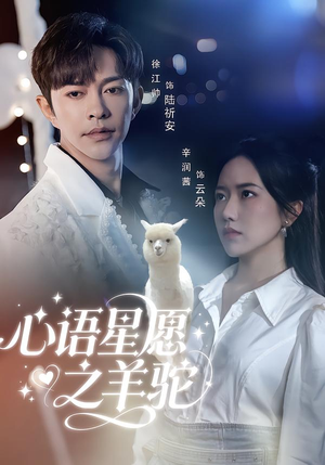 心语星愿之羊驼（60集）好看短剧看不停